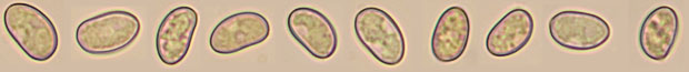 Mallocybe dulcamara